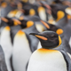 Illustration for article titled How Plants and Animals Would Colonise an Ice-Free Antarctica